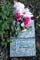 Memorial Image
